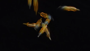 20-piece mixed set of disposable tattoo tools  including RL RM RS and M1 types suitable for rotary tattoo machines a total of 20 pieces.