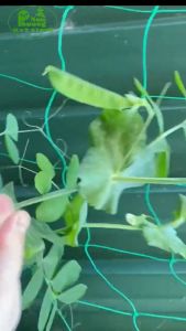 Hạt giống Đậu Hà Lan Thu Trái RADO 939 Túi 10g~35 hạt) Năng suất cao | Hạt giống Rạng Đông