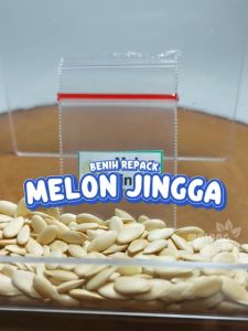 Benih Melon Jingga Unggulan orange buah berkualitas biji bibit hydroponik hidroponik merambat rock