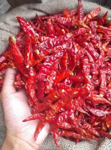 PROMO 5KG PACKING CABE RAWIT /CAPLAK KWALITAS SUPER PEDAS KEMASAN 5KG packing /DOBEL KARDUS AMAN