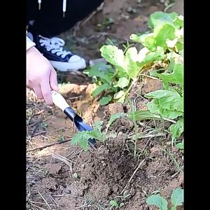 เสียมกึ่งมีด สำหรับขุดดิน พรวนดิน ในกระถาง หรือพื้นที่เล็กๆ ทำสวนผัก สวนดอกไม้ กำจัดวัชพืช เสียมกึ่งมีด พลั่วขุดดิน