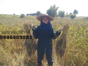 พันธุ์ข้าวเหนียวดำลืมผัว