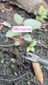 เสียมถอนหญ้าสแตนเลส สําหรับกําจัดวัชพืช จํานวน 1 เล่ม