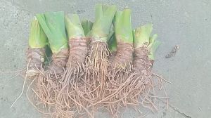 cây bạc hà núi thân lùn mua 3 tặng 1 mua 5 tặng 2