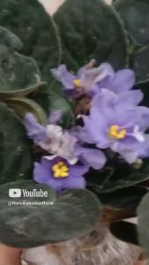 Tanaman Hias Bunga Violces Ungu Murah Promo