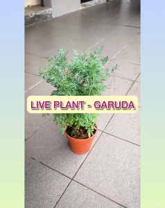 Live Garuda Herb Plant for Sunlight Garden or Balcony | Pokok Garuda Hidup Sesuai Cahaya Matahari | 芸草阳光阳台适合种植植物