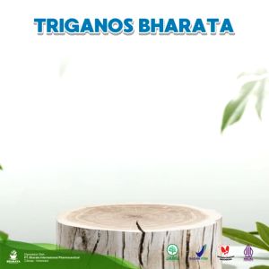 TRIGANOS BHARATA Obat Herbal Gonore Sifilis Kencing Nanah Kencing Sakit Darah Kutil Kelamin