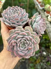 Echeveria 'Claudia' Rose Succulent 克罗地亚玫瑰多肉植物 | Lazada