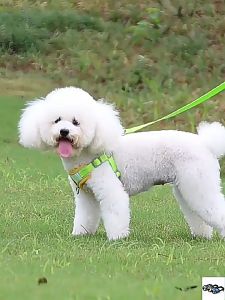 Dog Harness Free Leash Pet Adjustable Reflective Harness Vest Puppy Harness Vest For Dog Cat Harness