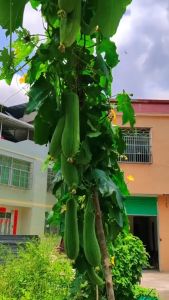 (10 SEEDS) - F1 SMOOTH PATOLA LONG: A High-Yielding & Easy-to-Grow Hybrid