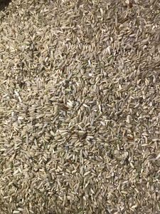 Freeship Tuấn Gạo Lứt thức ăn giàu dinh dưỡng cho chim cảnhBồ câugà đá 13.000đ/1kg.