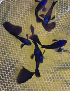 Ready Breed 🔥 Blue Head Moscow Guppy [AquaX] Live Fish With D.O.A. *Ship West & East Malaysia* ~Farm Direct Sell