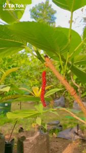 Bibit Buah Long Murbei Benih Pohon Tanaman Buah Di Dalam Pot Tabulampot