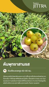 จิตตรา ต้นพันธุ์พุทราสามรส เสียบยอดสูง 60-80 ซม. ปลูกปีเดียวติดลูก พร้อมส่ง เคลมฟรี ต้นพันธุ์ผลไม้ ต้นเตี้ย ผลดก