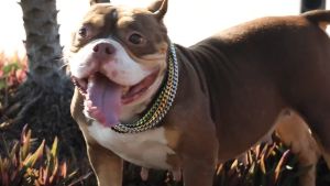 Vòng cổ cho Chó bằng thép titan mạ vàng 304 hàn liền (mẫu mới) - Love pets shop