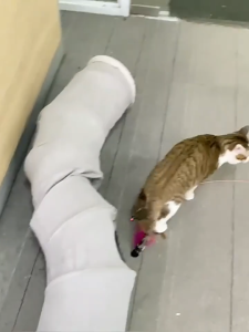 HATELI Đường hầm mèo gấp gọn hình chữ S dành cho mèo trong nhà đường hầm chơi có bóng đồ chơi tương tác cho thú cưng