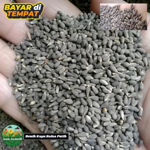 [TERLARIS] BIJI/BENIH TANAMAN POHON BALSA PUTIH