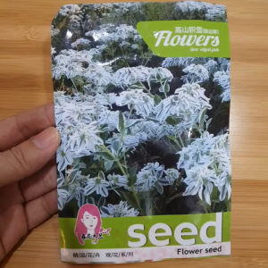 Nguyên gói Hạt Giống Cây Tuyết Trên Núi hạt cây hoa tuyết núi cao - Hoang My food and beauty