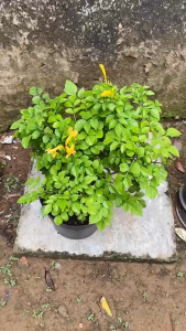 Cây Hoa Rạng Đông Vàng - Tổng thể tầm 50-60 cm - Hoa chịu nắng tốt!