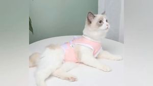 Áo chống liếm cho Chó Mèo có dây buộc thắt nút (mẫu mới) - Hara Pet Store