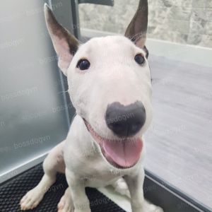 Bù nước điện giải cấp tốc cho thú cưng Doca-lyte | BossDog