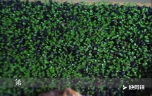 Easy Growing Aquarium Mini Leaf Grass Aquarium Foreground GrassAquatic Plant Decor Water Grass for Aquarium and Fish Tank Aquarium Landscaping Decoration