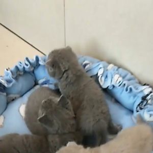 YTL ที่นอนแมว ที่นอนแมวนุ่ม เตียงแมว เบาะ ที่นอนสัตว์เลี้ยง เตียงสุนัข เบาะแมว นุ่มสบาย พื้นกันลื่นด้านล่าง ซักได้