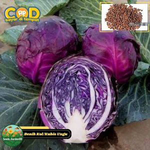 25 BUTIR BIJI/BENIH KOL UNGU CARBAGE PURPLE