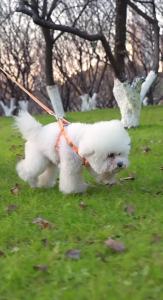 Cute Dog Harness With Leash No Pull Dog Harness Soft Breathable Lightweight Adjustable Dog Walking Set For Outdoor Walking