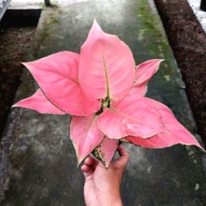 PROMO!! TERMURAH!!! Aglonema pink katrina dewasa daun 789