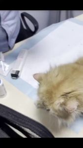 Oridermyl Ear Care Ointment for Cats & Dogs - Mite & Lice Removal Odor Control 10g