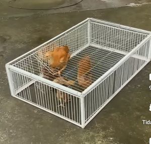 kandang lipat kucing ayam burung unik bisa masuk ngga bisa keluar ukuran 60x40x30