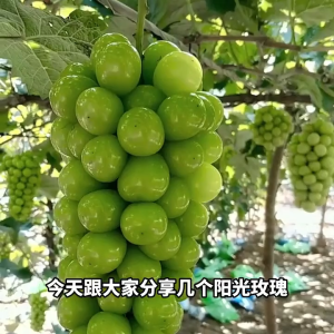 Grape seeds seedless grapes fruits and fruit tree seeds with high yields sown throughout the four seasons 葡萄种子
