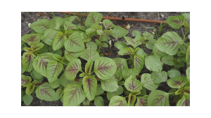 ( 1 Kg ) Benih Biji Bayam Belang | Bayam Tutul | Bayam Batik | Bayam Loreng