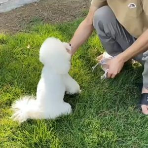 Bộ dây dắt cho Chó Mèo kèm đai yếm phản quang có ren dễ thương (mẫu mới) - Love Pets Shop