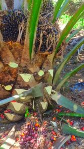 DODOS SAWIT BAHAN PER SUPER TAJAM