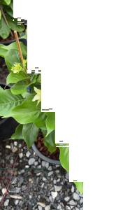 ดอนญ่า มีดอกสีสวยๆหลายสีให้เลือก Mussaenda