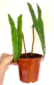 Billietiae Philodendron