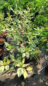 #ต้นกันเกราด่าง #ไม้มงคล #พืชดอกมีกลิ่นหอม ทาบกิ่งแข็งแรง60-80cm++ #ต้นกันเกราด่าง #ไม้มงคล #พืชดอกมีกลิ่นหอม กันเกราด่าง อัตราการเจริญเติบโต: ปานกลาง
ดิน: ดินทุกประเภทที่ชุ่มชื้น
น้ำ: ปานกลาง ทนน้ำท่วมขัง
แสงแดด: 80-100% สำหรับใบด่าง ไม่ควรแดดร้อยใบจะไ