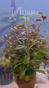 ใต้ใบแดง ไม้น้ำ แต่งตู้ปลา หรือ อ่างบัว ปลูกง่าย เขียวสด โตเร็ว ใส่กระถางดินเผาสีส้ม พร้อมปลูก