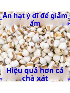 Quality Coix Seed Large Loose