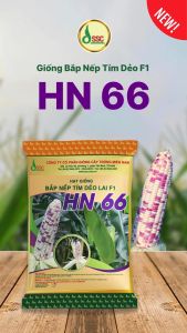Hạt giống ngô nếp tím dẻo HN66 gói 100gam (tặng kèm bắp nù)