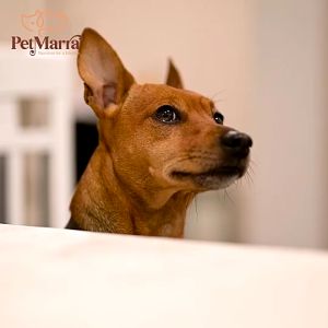 375g PetMarra Adult Dog All Breeds Natural Meat Loaf Dog Wet Can Food Pet Food Essentials