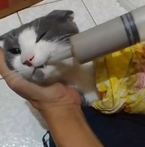 Paket Feeding Food Suntikan Kucing Anjing Kelinci & Makanan Wetfood