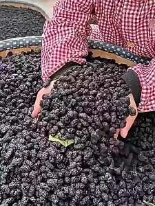 YIFANGYOUTA | Organic No Sugar No Additives Black Mulberry Dried