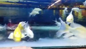 Golden Butterfly Koi / Ikan Koi Kupu-kupu Emas/黄金蝴蝶鲤   17-20 cm
