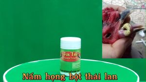 Nấm Họng Nấm Cóc Hầu Dành Cho Gà Chọi Dạng Bột Thái Lan .Nấm Diều Nấm Phổi Đẹn Cho Gà Chọi .