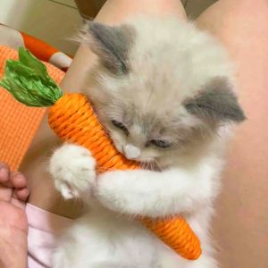 Cat Toy Teeth Cleaning Biting Resistant Carrot Shaped Self Entertaining Noise Making Durable Tug of War Rope for Cats
