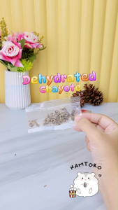 Chayote Snack Hamster/Marmut Labu Siam Kering Dehydrated