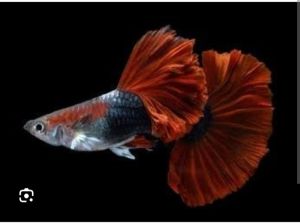 GUPPY HB RED ROSE PAIR